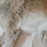 마산회원구 도로 위, 마지막 숨결을 남긴 채 떠난 빨간 목줄의 아이 17 pet 1775922081390