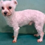 우리는 왜 이 아이의 가족을 아직 찾지 못했을까요? 13 pet 1775950929735