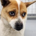 얼굴 중앙 흰 줄무늬가 선명한 믹스견, 거창에서 가족을 기다립니다 17 pet 1775986864851