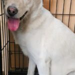 공고번호 경남-창원1-2026-00236: 마산합포구에서 발견된 백색 믹스견, 내장칩의 중요성과 재회의 과제 13 pet 1776066093909