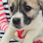 우리는 왜 이 아이의 가족을 아직 찾지 못했을까요? 18 pet 1776123668998