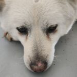 거창 위천면 황산길, 차가운 아스팔트 위에서 발견된 크림색 믹스견의 눈물 18 pet 1776152473292