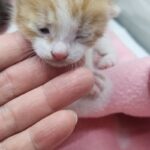 어미 잃은 작은 치즈 믹스묘, 거창 수남로에서 발견된 슬픈 눈망울 13 pet 1776166877581