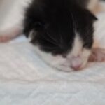 차가운 세상에 홀로 남겨진 아깽이, 우리는 왜 이 작은 생명의 가족을 아직 찾지 못했을까요? 18 pet 1776210073142