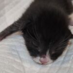 차가운 종이 박스 속 작은 온기, 전주 평화 동신아파트 아기고양이의 눈물겨운 사연 13 pet 1776217275085