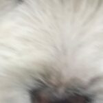 차가운 장기리에서 발견된 작은 흰색 천사, 초롱한 눈망울로 가족을 찾습니다 18 pet 1776318072735