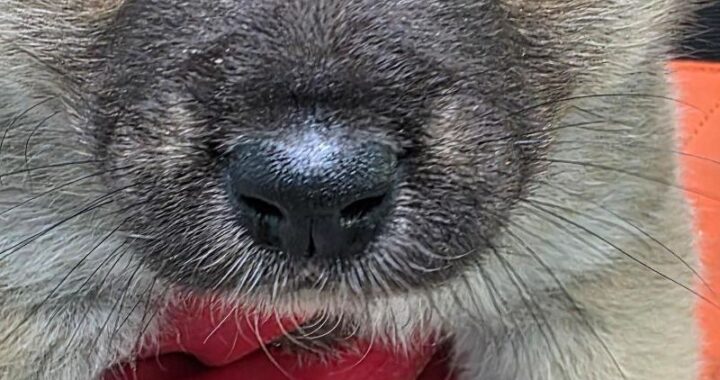 pet 1777110071439