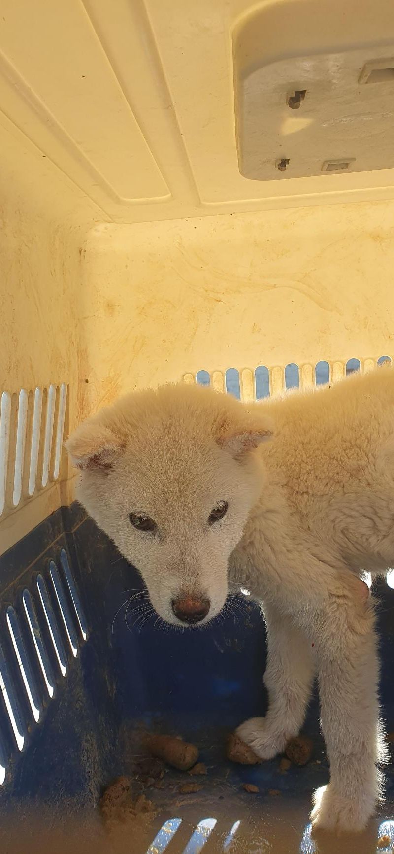 pet 1777210871488