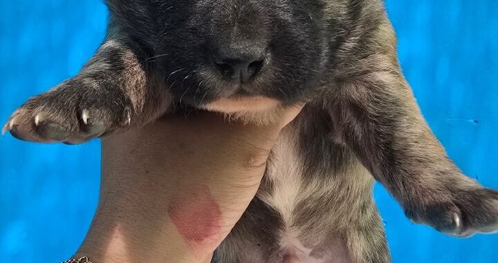 pet 1777261278274