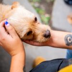 보호소 문턱에서 시작되는 '존중의 발걸음': 20년차 전문가가 제시하는 유기견의 '평화로운 일상'을 지키는 현장 방문 에티켓 7 pet bVidYKCvG M