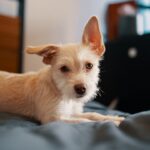 유기견의 행복한 새 삶, 당신의 '진정한 준비'가 만듭니다: 대한민국 최고 전문가의 '생활 환경 구축' 및 '정서적 교감' 최종 로드맵 7 pet lIVCaIrMDMs